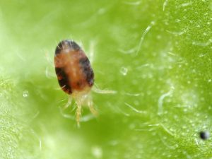 Mga pamamaraan para sa pagharap sa mga spider mite sa talong