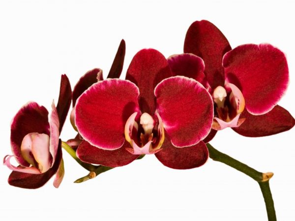 Orchidée rouge