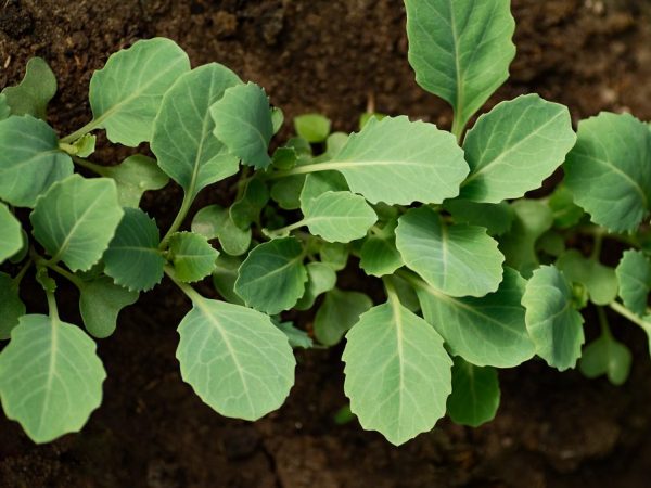 Les plantes ont besoin d'une plongée