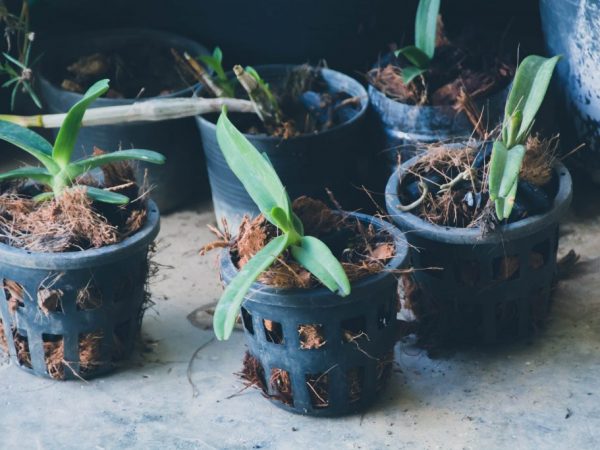 Orchidea termesztésekor a hőmérséklet és a páratartalom fontos.