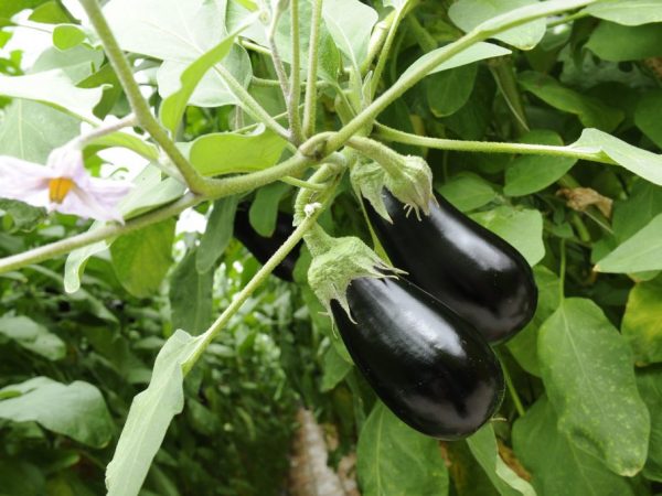 Caractéristiques de l'aubergine massepain