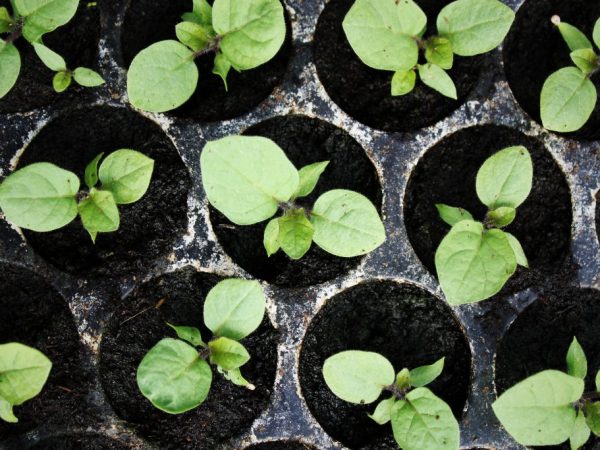 Avant la plantation, les plants doivent être durcis.