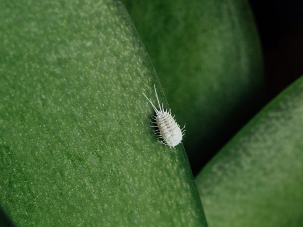 Cochenille sur les feuilles d'orchidées