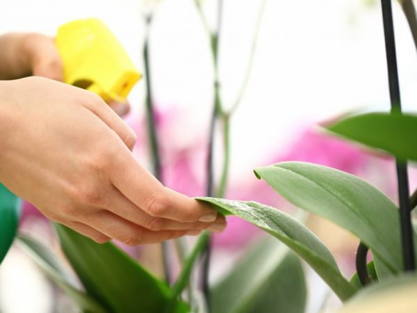 Traitement des orchidées de la cochenille