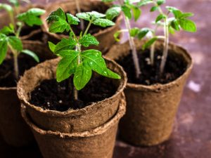 Tomates pour semis dans la région de Moscou