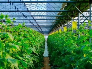 Ang mga pipino ay hindi nakatali sa greenhouse