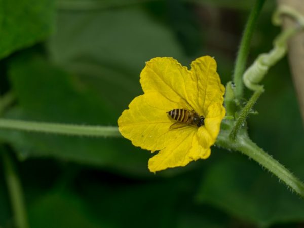 Mag-akit ng mga insekto sa iyong greenhouse