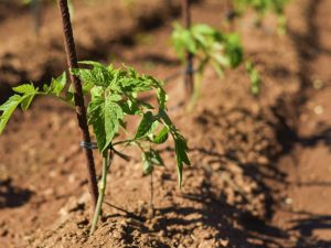 Les avantages de la nitroammophoska pour les tomates