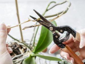 Pruning orchids