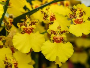 Lumalagong isang orchid oncidium