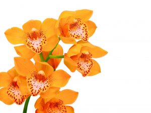 Orange orchid