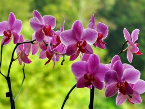 Mga tampok ng lumalaking isang orchid at pag-aalaga nito