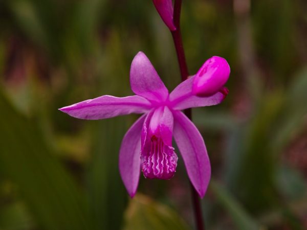 Bletilla Orchid