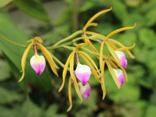 Mga Katangian ng Brassavola orchid