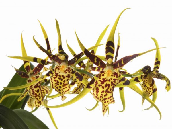 Növekvő Brassia orchideák