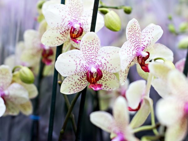 Prendre soin de l'orchidée Dendrobium Nobile après la floraison