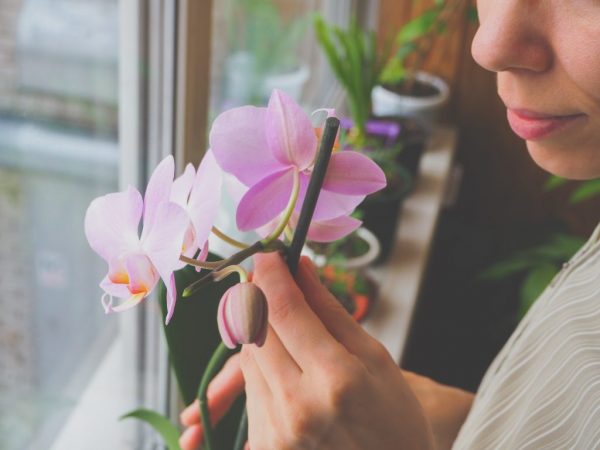 Les conditions de repiquage peuvent varier en fonction des soins et de l'entretien de la plante.