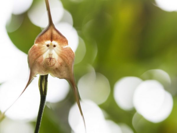 Orchidée Dracula