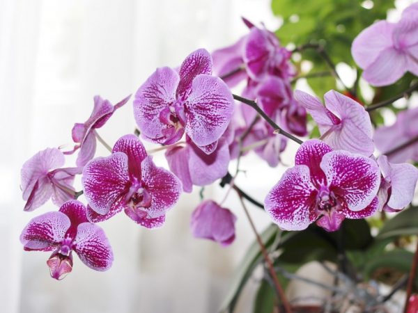 A Phalaenopsis orchidea leírása