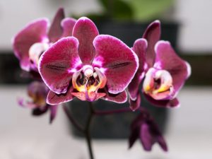 Paglalarawan ng Phalaenopsis Big Lip Orchid