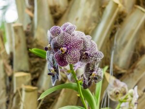 Lumalagong orchid Phalaenopsis Cleopatra