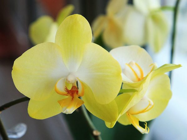 Lemon Orchid