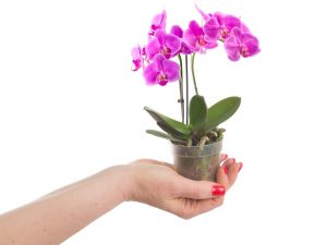 Pangangalaga sa bahay ng mini orchid ng Phalaenopsis