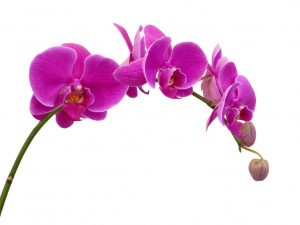 Paglalarawan ng Phalaenopsis Mukalla Orchid