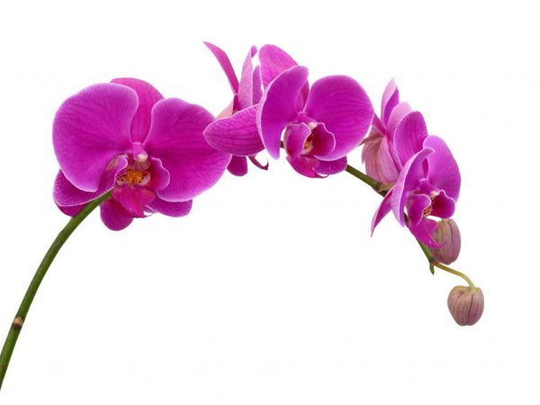 A Phalaenopsis Mukalla Orchidea leírása