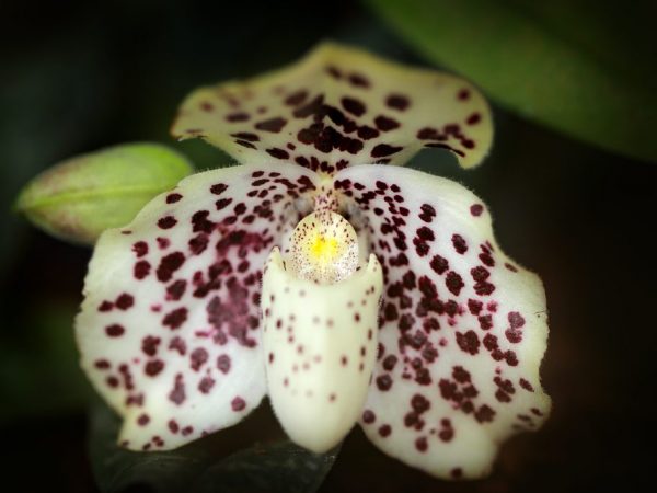 Orchidée Multiflora