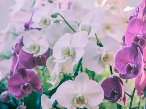 The Phalaenopsis orchid has many varieties