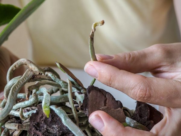 Pokud orchidej předčasně vybledla, zkontroluje se stav kořenů rostlin.