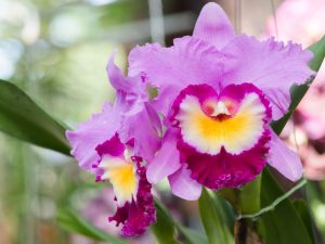 Lumalagong Cattleya Orchids