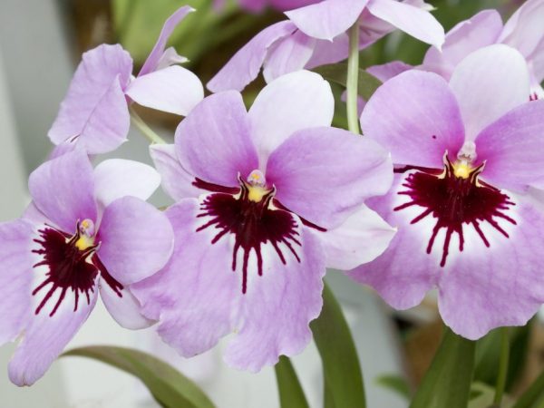 Orchidée Miltonia