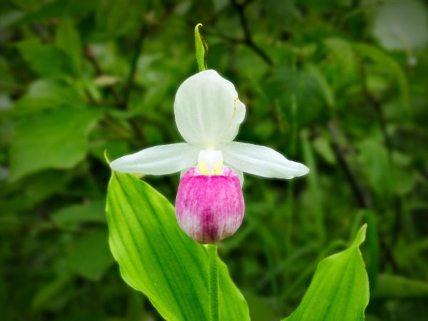 Pantoufle de la dame orchidée