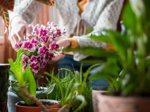 Pag-aalaga ng orchid pagkatapos ng pagbili