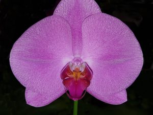 Singolo Orchid