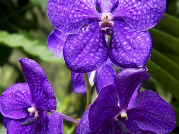 Orchid Wanda