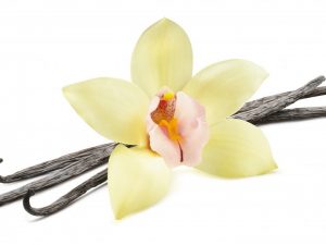 Orchid Vanilla