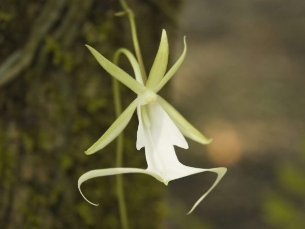 Mga tampok ng lumalaking Ghost orchids