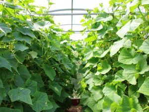 Bumubuo ng mga pipino sa isang polycarbonate greenhouse