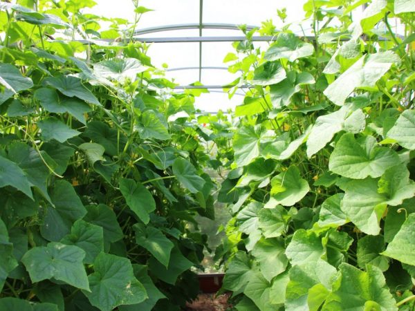 Bumubuo ng mga pipino sa isang polycarbonate greenhouse