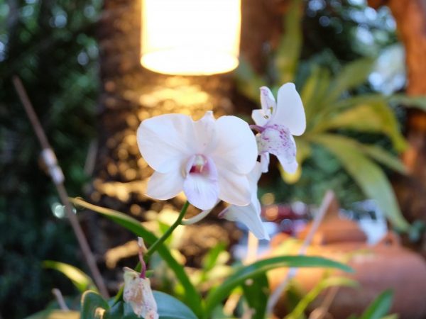 Az orchidea lámpák optimális sugárzási körülményeket biztosítanak