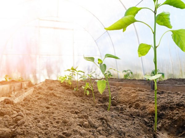 A greenhouse made of PVC arcs will last you a long time