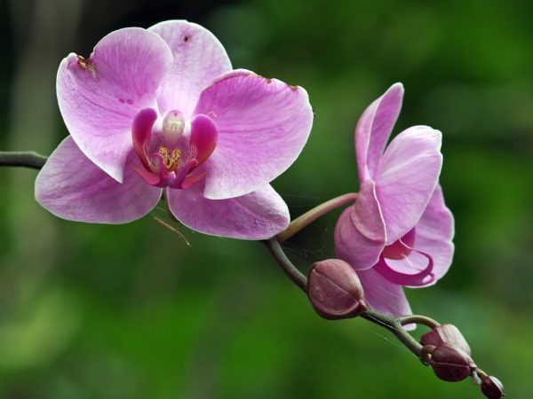 A citokinin paszta alkalmazása orchideák számára