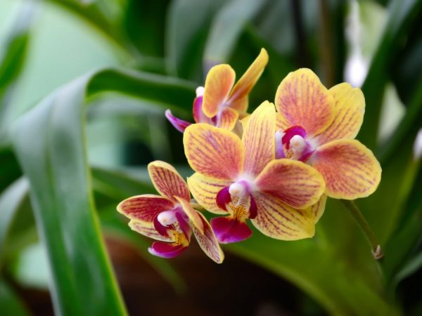 The use of hydrogen peroxide for orchids