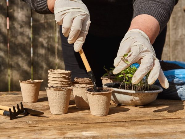 You need to dive seedlings correctly