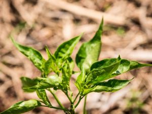 Raisons pour lesquelles les feuilles tombent du poivre