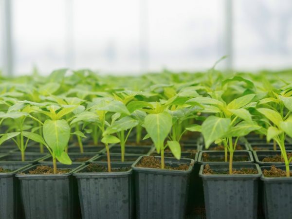 Causes of death of pepper seedlings