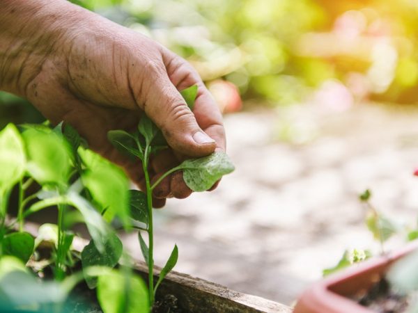 Pests can destroy plants